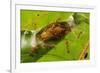 Asian weaver ants protecting a parasitic butterfly pupa, Borneo-Emanuele Biggi-Framed Photographic Print