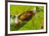 Asian weaver ants protecting a parasitic butterfly pupa, Borneo-Emanuele Biggi-Framed Photographic Print