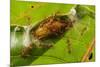 Asian weaver ants protecting a parasitic butterfly pupa, Borneo-Emanuele Biggi-Mounted Photographic Print