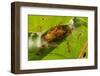 Asian weaver ants protecting a parasitic butterfly pupa, Borneo-Emanuele Biggi-Framed Photographic Print