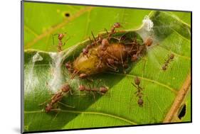 Asian weaver ants protecting a parasitic butterfly pupa, Borneo-Emanuele Biggi-Mounted Photographic Print