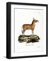 Asian Wild Ass-null-Framed Giclee Print