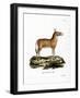 Asian Wild Ass-null-Framed Giclee Print