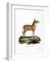 Asian Wild Ass-null-Framed Giclee Print