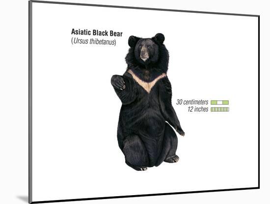 Asiatic Black Bear (Ursus Thibetanus), Mammals-Encyclopaedia Britannica-Mounted Poster