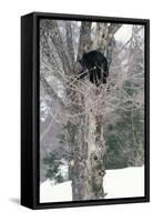 Asiatic Black Bear-null-Framed Stretched Canvas