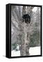 Asiatic Black Bear-null-Framed Stretched Canvas