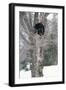 Asiatic Black Bear-null-Framed Photographic Print