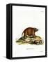 Asiatic Brush-Tailed Porcupine-null-Framed Stretched Canvas