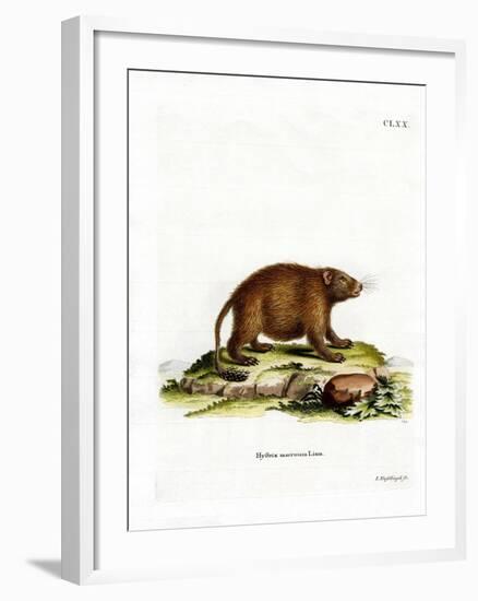 Asiatic Brush-Tailed Porcupine-null-Framed Giclee Print