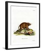 Asiatic Brush-Tailed Porcupine-null-Framed Giclee Print