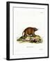 Asiatic Brush-Tailed Porcupine-null-Framed Giclee Print