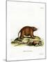 Asiatic Brush-Tailed Porcupine-null-Mounted Giclee Print