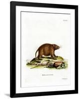 Asiatic Brush-Tailed Porcupine-null-Framed Giclee Print