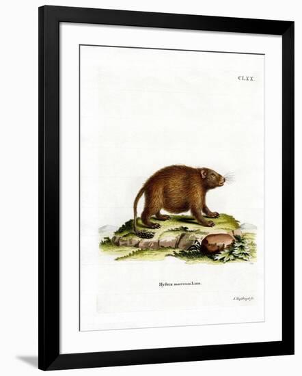 Asiatic Brush-Tailed Porcupine-null-Framed Giclee Print