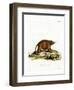 Asiatic Brush-Tailed Porcupine-null-Framed Giclee Print