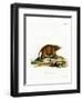 Asiatic Brush-Tailed Porcupine-null-Framed Giclee Print