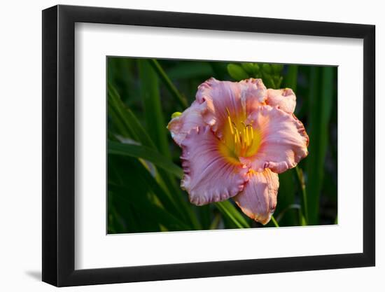 Asiatic Day Lily Bloom in Garden, East Haddam, Connecticut, USA-Lynn M^ Stone-Framed Photographic Print