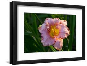 Asiatic Day Lily Bloom in Garden, East Haddam, Connecticut, USA-Lynn M^ Stone-Framed Photographic Print