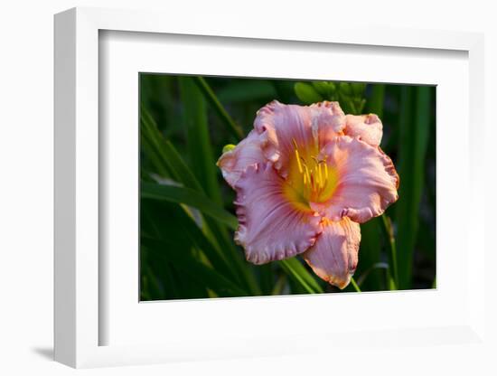 Asiatic Day Lily Bloom in Garden, East Haddam, Connecticut, USA-Lynn M^ Stone-Framed Photographic Print