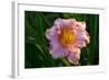 Asiatic Day Lily Bloom in Garden, East Haddam, Connecticut, USA-Lynn M^ Stone-Framed Photographic Print