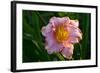 Asiatic Day Lily Bloom in Garden, East Haddam, Connecticut, USA-Lynn M^ Stone-Framed Photographic Print