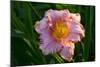 Asiatic Day Lily Bloom in Garden, East Haddam, Connecticut, USA-Lynn M^ Stone-Mounted Photographic Print