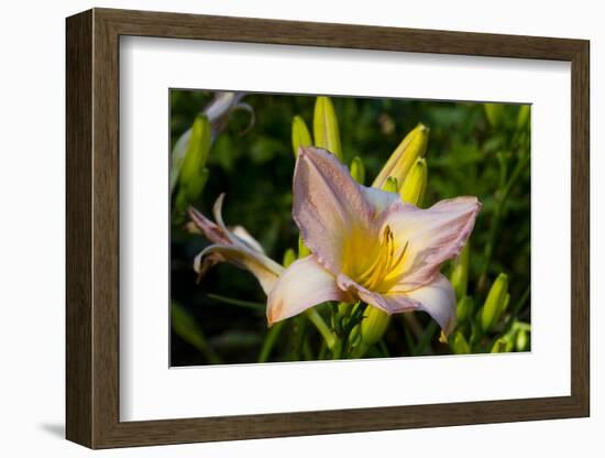 Asiatic Day Lily Bloom in Garden, East Haddam, Connecticut, USA-Lynn M^ Stone-Framed Photographic Print