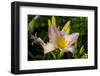 Asiatic Day Lily Bloom in Garden, East Haddam, Connecticut, USA-Lynn M^ Stone-Framed Photographic Print