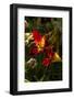 Asiatic Day Lily Bloom in Garden, East Haddam, Connecticut, USA-Lynn M^ Stone-Framed Photographic Print