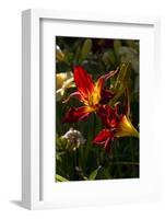 Asiatic Day Lily Bloom in Garden, East Haddam, Connecticut, USA-Lynn M^ Stone-Framed Photographic Print