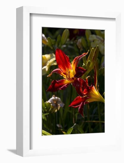 Asiatic Day Lily Bloom in Garden, East Haddam, Connecticut, USA-Lynn M^ Stone-Framed Photographic Print