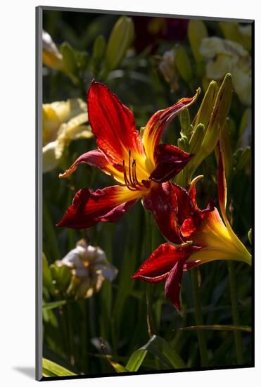 Asiatic Day Lily Bloom in Garden, East Haddam, Connecticut, USA-Lynn M^ Stone-Mounted Photographic Print