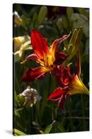 Asiatic Day Lily Bloom in Garden, East Haddam, Connecticut, USA-Lynn M^ Stone-Stretched Canvas