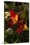 Asiatic Day Lily Bloom in Garden, East Haddam, Connecticut, USA-Lynn M^ Stone-Stretched Canvas