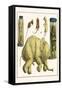 Asiatic Elephant, Human Fetus, Sheep Embryo, Pig Embryo, Mice-Albertus Seba-Framed Stretched Canvas