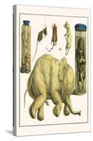 Asiatic Elephant, Human Fetus, Sheep Embryo, Pig Embryo, Mice-Albertus Seba-Stretched Canvas