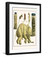 Asiatic Elephant, Human Fetus, Sheep Embryo, Pig Embryo, Mice-Albertus Seba-Framed Art Print