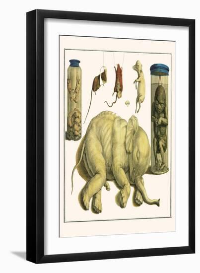 Asiatic Elephant, Human Fetus, Sheep Embryo, Pig Embryo, Mice-Albertus Seba-Framed Art Print