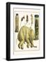 Asiatic Elephant, Human Fetus, Sheep Embryo, Pig Embryo, Mice-Albertus Seba-Framed Art Print