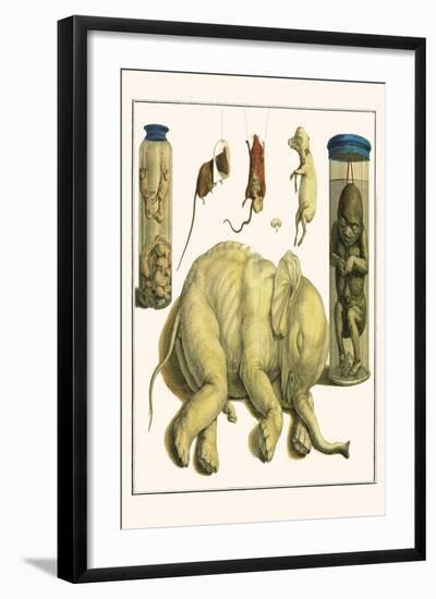 Asiatic Elephant, Human Fetus, Sheep Embryo, Pig Embryo, Mice-Albertus Seba-Framed Art Print