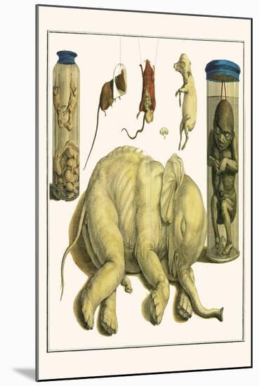 Asiatic Elephant, Human Fetus, Sheep Embryo, Pig Embryo, Mice-Albertus Seba-Mounted Art Print