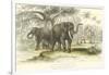 Asiatic Elephants-J. Stewart-Framed Art Print