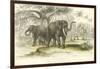 Asiatic Elephants-J. Stewart-Framed Art Print