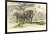 Asiatic Elephants-J. Stewart-Framed Art Print