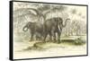 Asiatic Elephants-J. Stewart-Framed Stretched Canvas