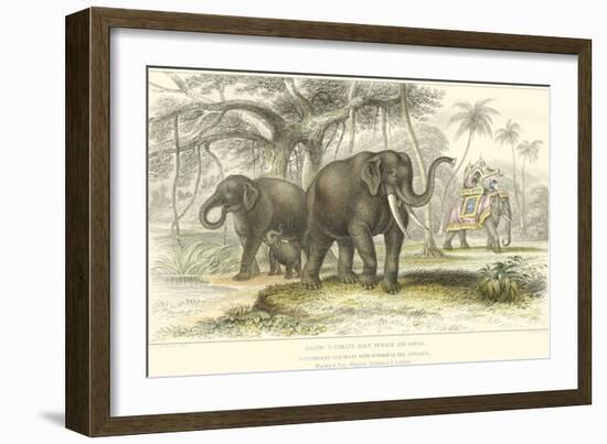 Asiatic Elephants-J. Stewart-Framed Art Print