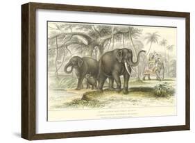 Asiatic Elephants-J. Stewart-Framed Art Print