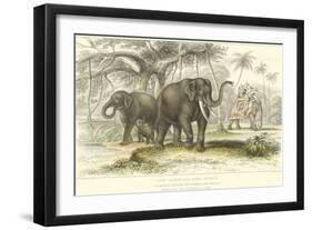 Asiatic Elephants-J. Stewart-Framed Art Print