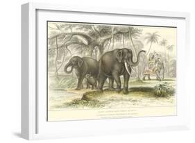 Asiatic Elephants-J. Stewart-Framed Art Print